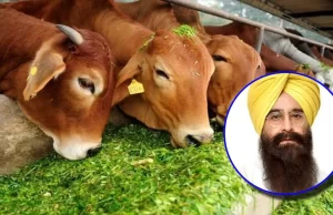 Punjab में जानवरों के लिए शुरू होगा टीकाकरण अभियान, कैबिनेट मंत्री Khudiyan ने किया ऐलान