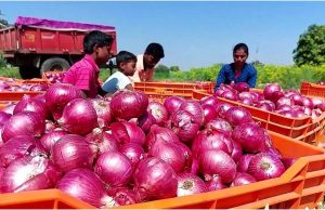 अब Aadhaar Card दिखाने पर आपकाे मिलेंगा 35 रुपए किलो प्याज, पढ़ें पूरी खबर