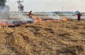 Supreme Court की आलोचना के बावजूद Punjab-Haryana के कई इलाकों में पराली जलाने की घटनाएं आईं सामने