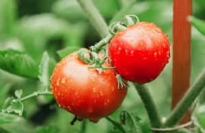 टमाटर की कीमतें 100 के पार, क्यों बढ़ रहे दाम? नवरात्रि में आसमान पर पहुंचे सब्जियों के रेट