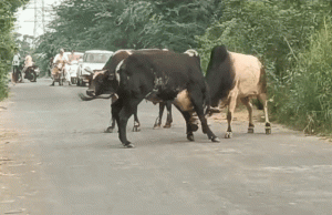 सांड के हमले में बुजुर्ग हुआ गंभीर जख़्मी, गुस्साए मोहल्लेवासियों ने प्रशाशन पर लगाए लापरवाही के आरोप