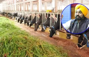 डेयरी फार्मिंग में आगे बढ़ेगा पंजाब! राज्य में ये बड़ा प्रोजेक्ट शुरू करने जा रही है मान सरकार