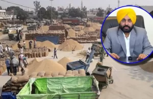Bhagwant Mann सरकार की कोशिश रंग लाई! Punjab ने धान की पैदावार में दर्ज की गई इतने की वृद्धि