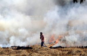 Punjab में पराली जलाने की दर्ज हुई 1251 घटनाएं