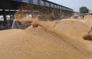 Jalandhar में 594523 मीट्रिक टन धान की हुई आमद, किसानों को 1267 करोड़ का भुगतान