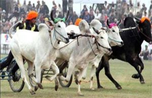 पंजाब में बैलगाड़ियों की दौड़ पर लगी पाबंदी हटाई, हो गया बड़ा ऐलान
