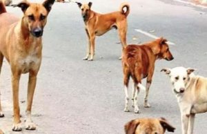 Bathinda आवारा कुत्तों का आतंक, घर के बाहर खेल रही 8 साल की मासूम पर किया हमला, बच्ची गंभीर रूप से घायल