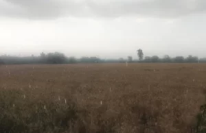 Punjab Weather: पंजाब में फिर बदला मौसम, आज और कल आंधी के साथ होगी बारिश