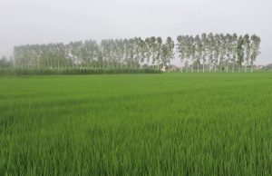 Punjab Weather: पंजाब में मॉनसून की रफ्तार धीमी, 16 जिलों में हल्की बारिश के आसार