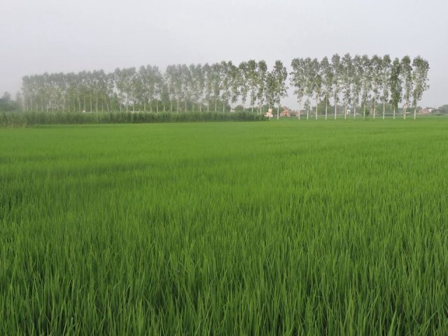 Punjab,India_in_Monsoon