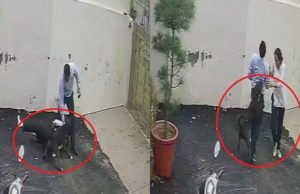 Patiala में पिटबुल का खौफनाक हमला, घर देखने पहुंचे पति-पत्नी को बनाया निशाना