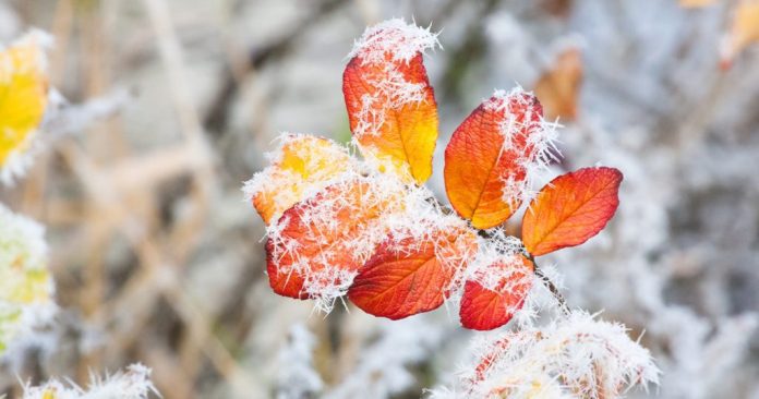 Fall-Frost-1024x538