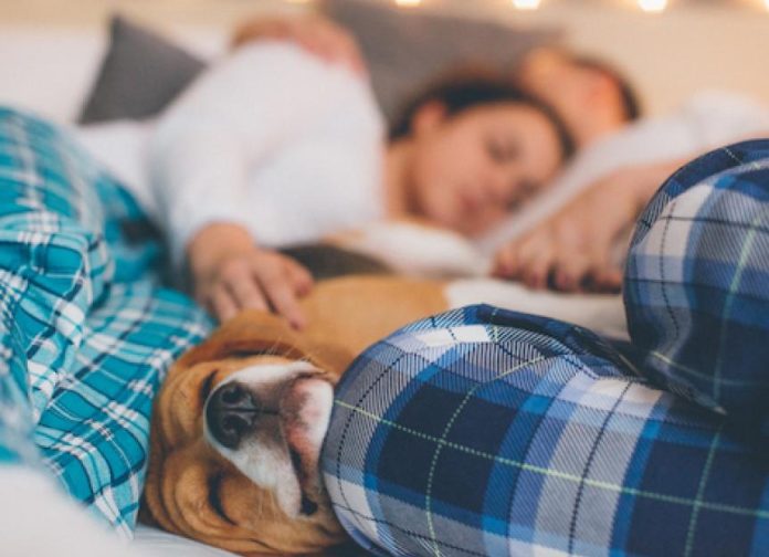 sleep-with-pets