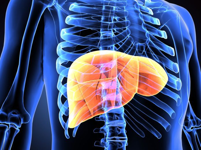 3d illustration human body liver