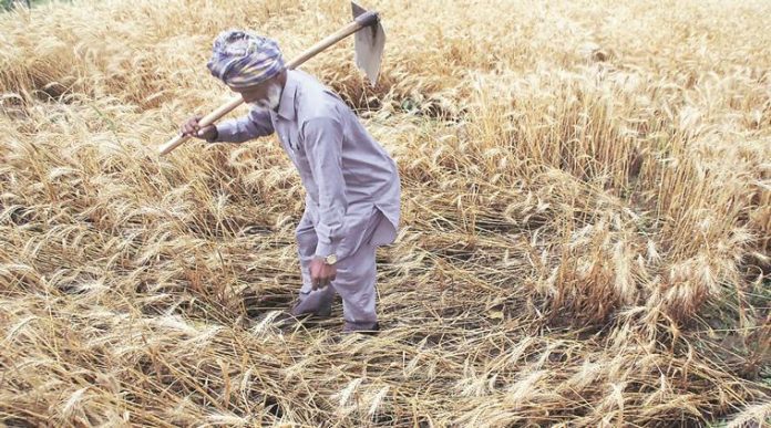 farmer-2
